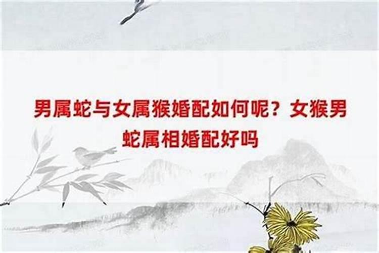 男属羊女属龙婚姻相配吗 属羊男和属龙女的婚姻怎么样