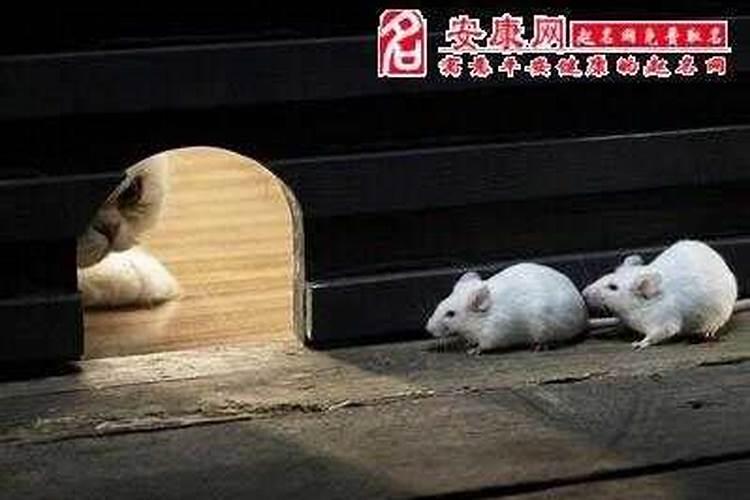 梦到老鼠进屋 驱赶老鼠