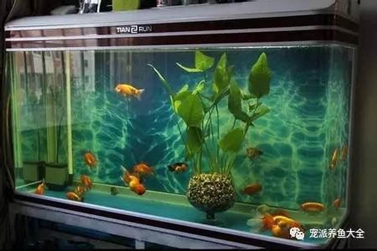 风水鱼一般养几条？