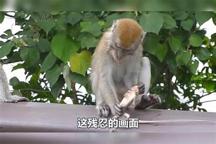 属猴人的最佳婚配属相