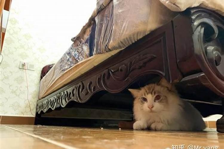 梦见养猫是什么预兆 有什么含义