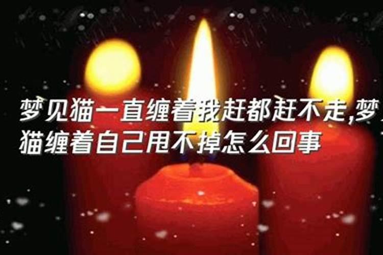 做梦梦见猫缠着我不放
