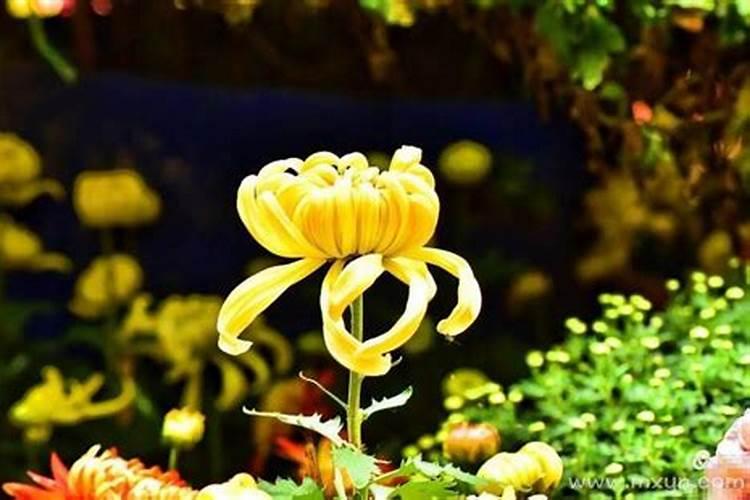 梦见漂亮的花是什么预兆