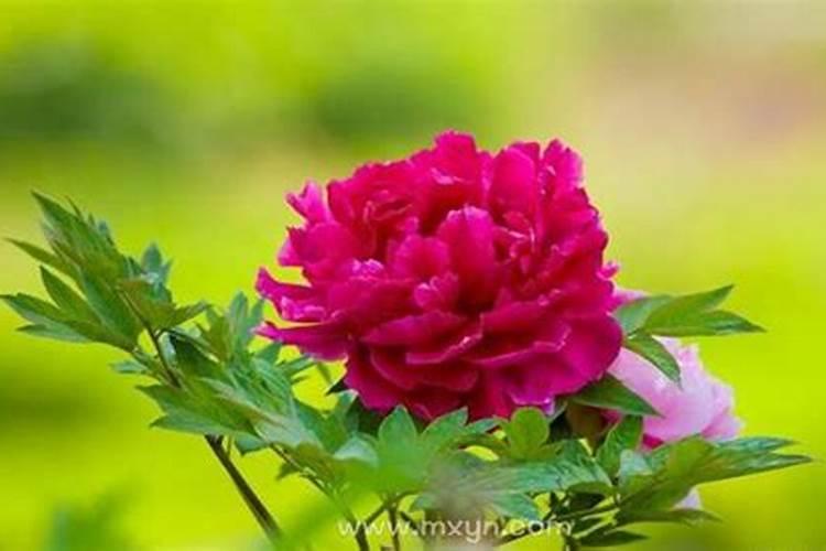 梦见鲜花盛开特别漂亮是什么意思预兆