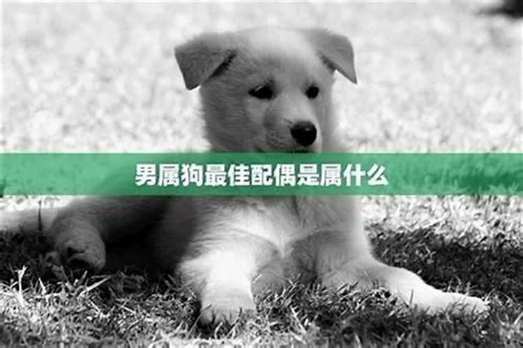属狗的属相婚配属狗人适合与什么属相结婚？