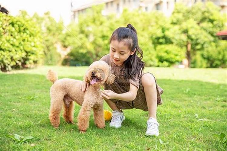 梦见狗狗对我热情扑向我