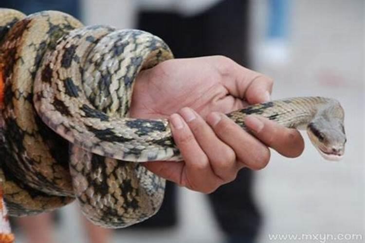 梦见别人打蛇是什么意思？