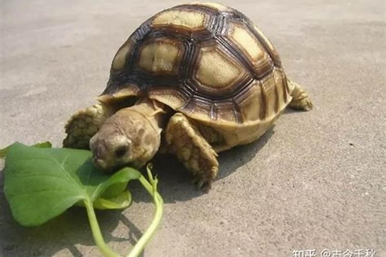梦见乌龟在家里跟着我的预兆