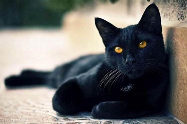 梦到黑猫攻击自己是什么意思