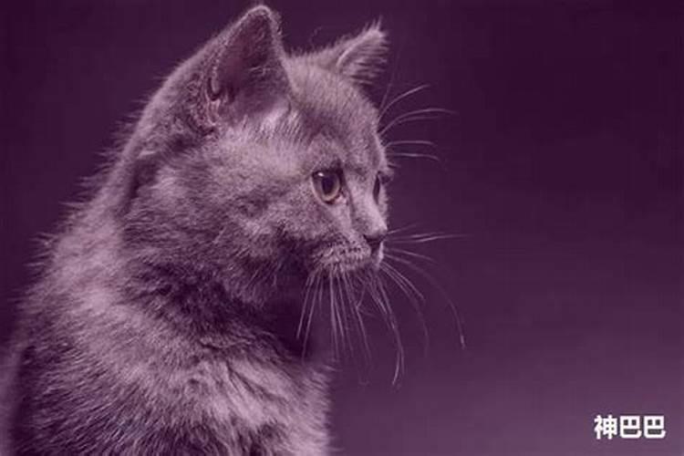 梦到黑猫扑向自己咬我预示着什么？