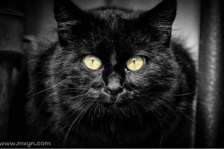 梦到黑猫攻击自己是什么意思