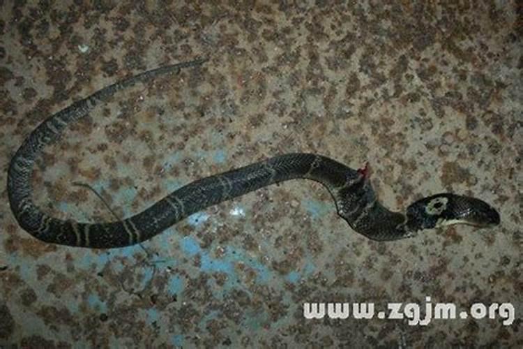 梦见蛇是什么预兆男人