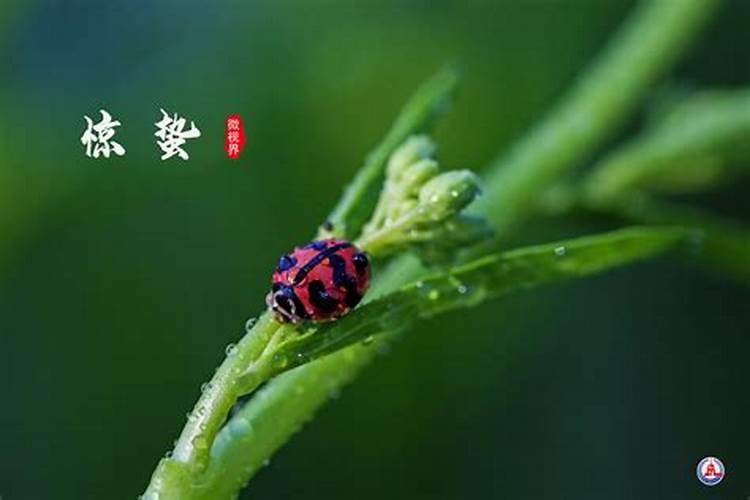 属鼠人2025年6月份运势