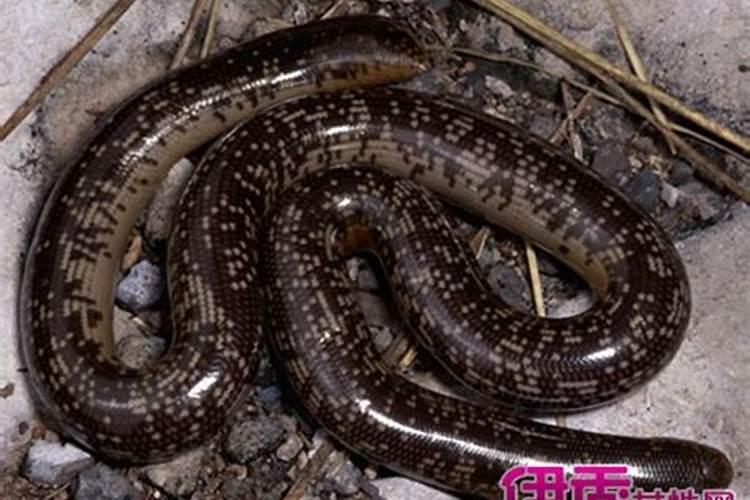 女命帝旺为什么不好帝旺是什么意思？