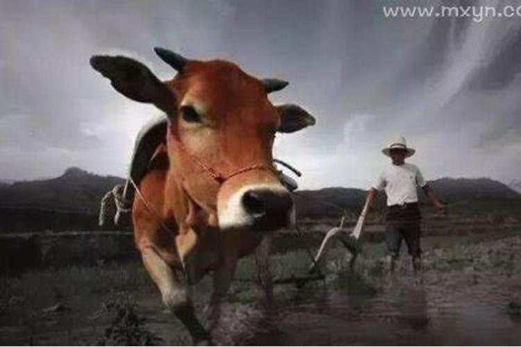 梦见牛死满身是血又活了的预兆