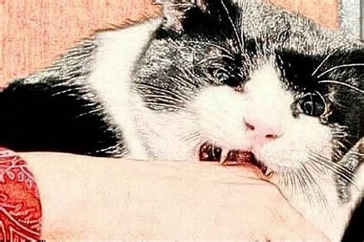 梦见自己的猫被杀死的预兆