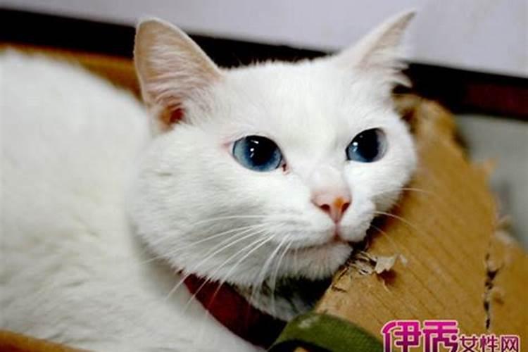 梦见害死猫的预兆