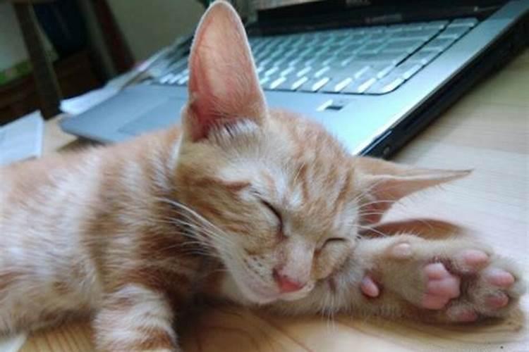 梦见被猫扑身上攻击我