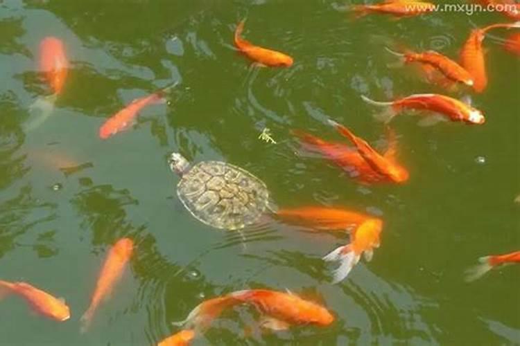 梦见乌龟和大鱼的预兆
