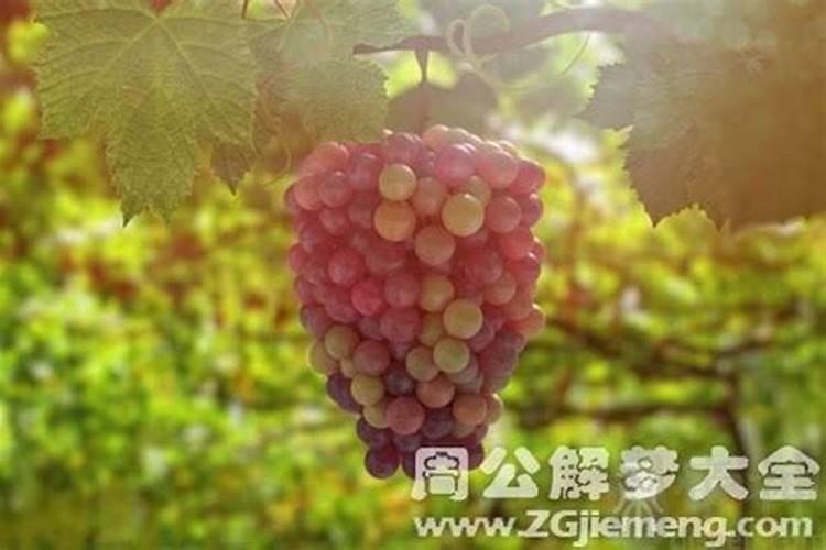 生肖鸡,转运前的三个征兆,你可能处于成功的边缘？