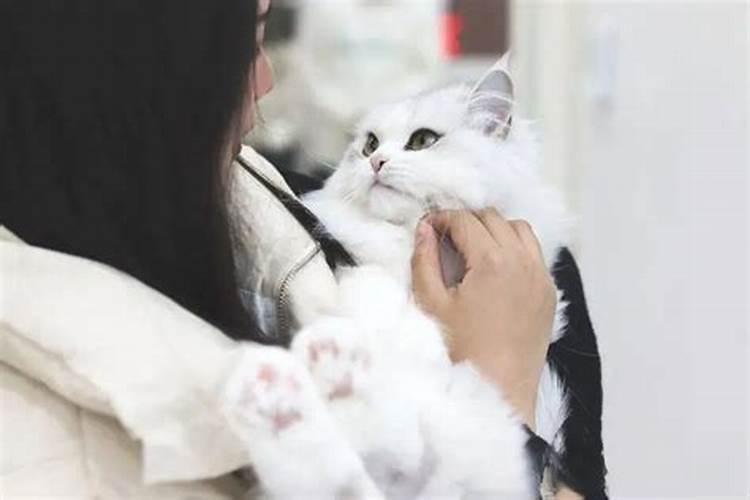 家门口有猫是好运气吗？