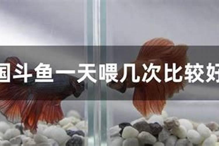 财神鱼的饲养方法