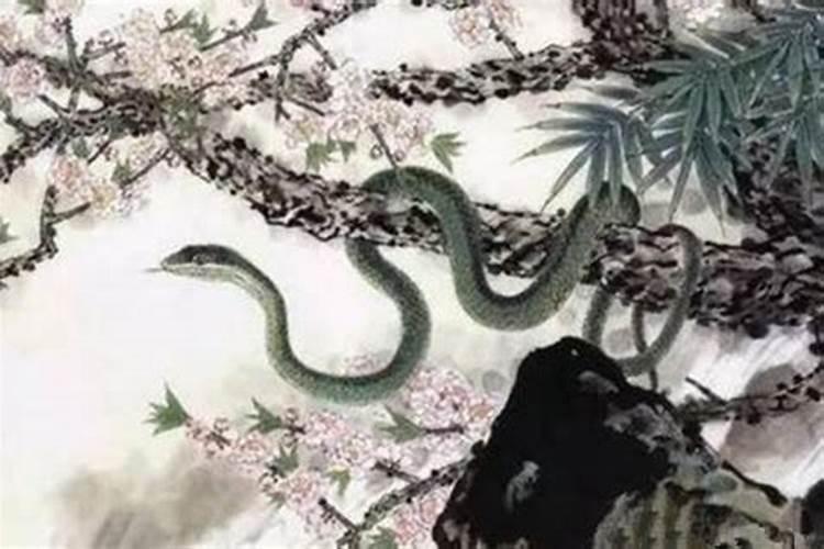 属蛇哪年运势最旺