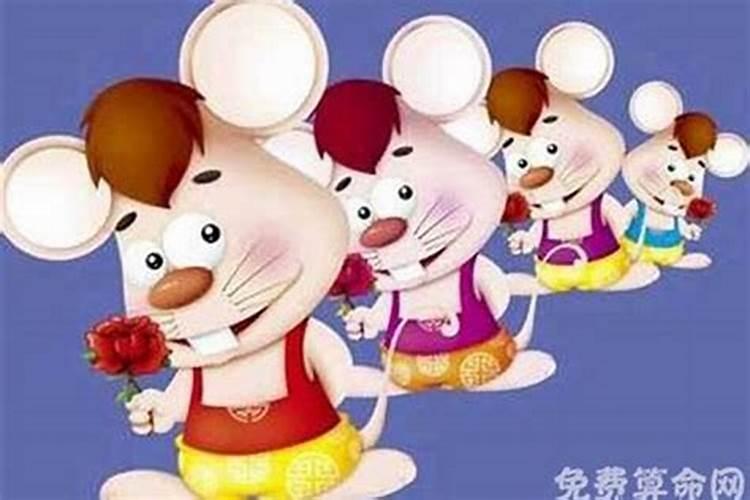属鼠人一生运势