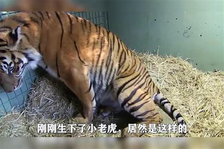龙抬头出生的虎宝宝好不好 有理想有抱负学习能力强？