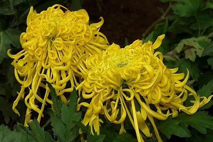 代表重阳节的花是什么花