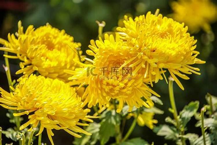 代表重阳节的花是什么花 哪些花代表重阳节