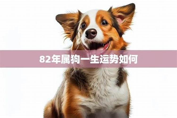 2025年下半年运势最好的生肖
