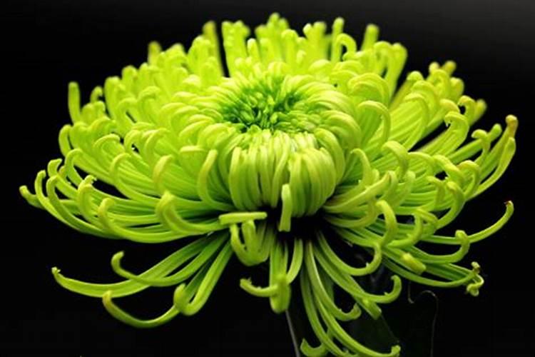 重阳节送玫瑰花是什么意思