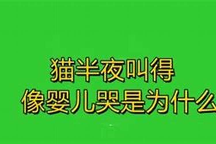 猫哭了代表什么预兆