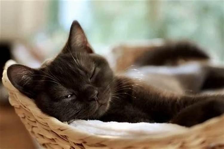 猫哭了代表什么预兆