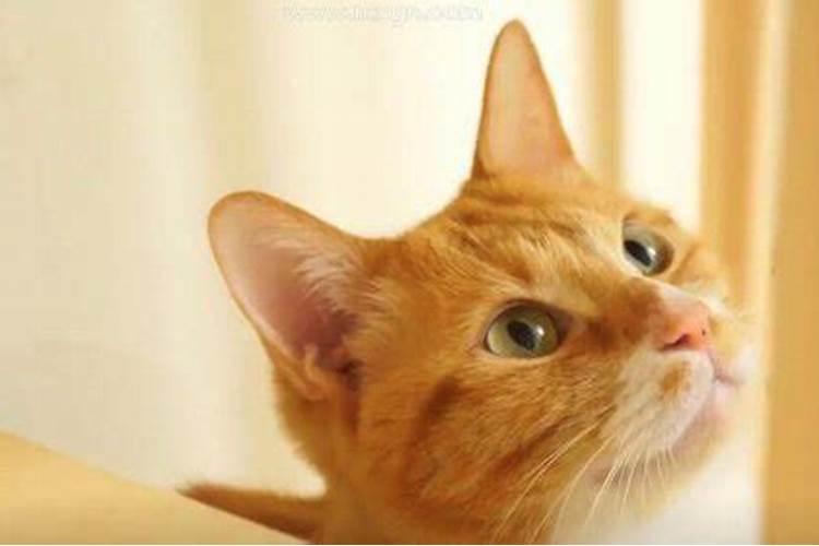 梦见杀死猫见血