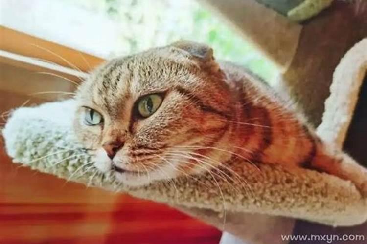 梦见猫咪亲近自己,赶都赶不走