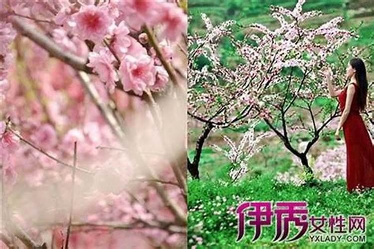 两人都是对方的桃花劫