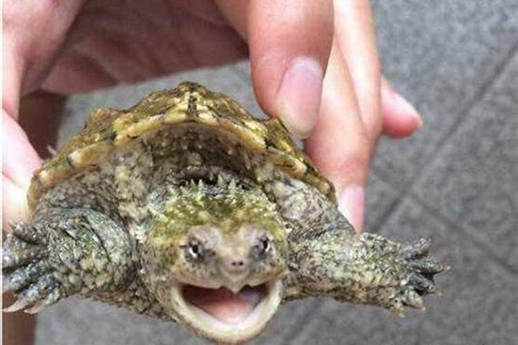 什么叫命带两重文昌星？请高人、术士进来指点