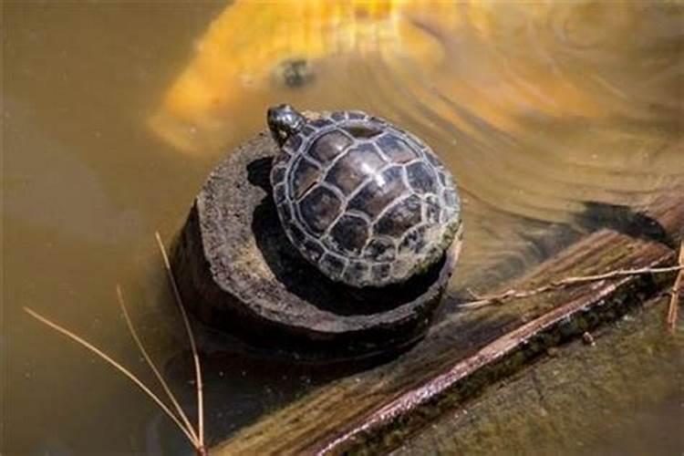属猪犯太岁？