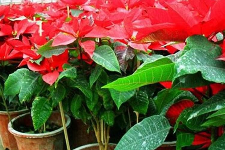 腊梅花是什么季节开,那时还有别的花开吗？