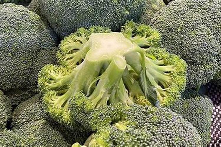 腊梅花是什么季节开,那时还有别的花开吗？