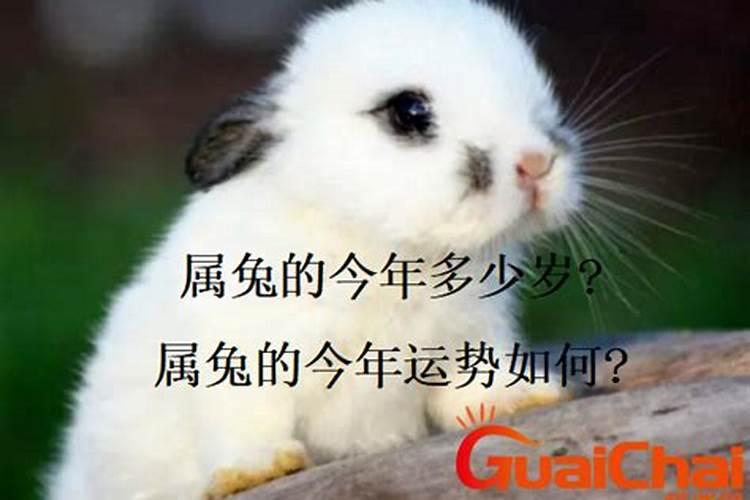 2025年属兔人的爱情运势