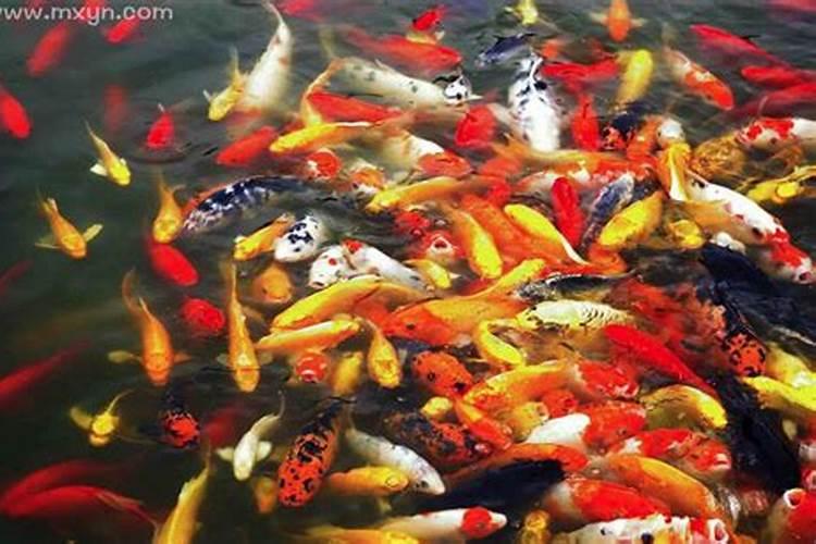 梦见自己在水中用手抓住很多鱼的预兆