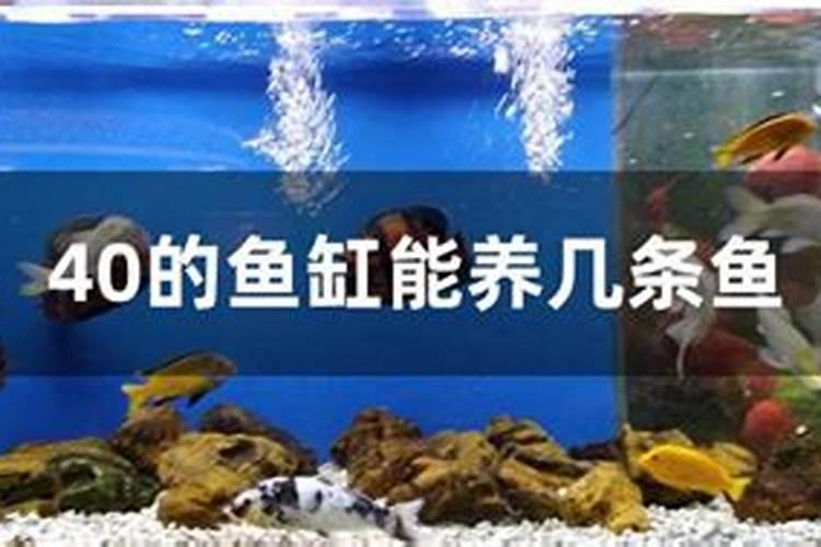 属兔的家里适合养鱼吗