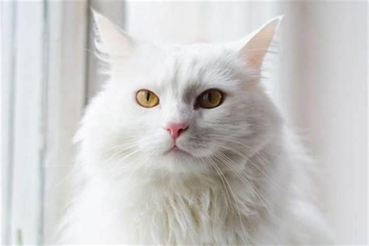 梦见白猫扑向自己是什么预兆,梦到猫攻击自己是什么意思？