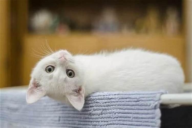 梦见白猫扑向自己是什么预兆,梦到猫攻击自己是什么意思