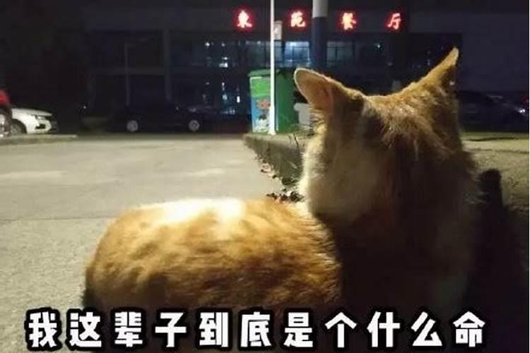 你这辈子是什么命？
