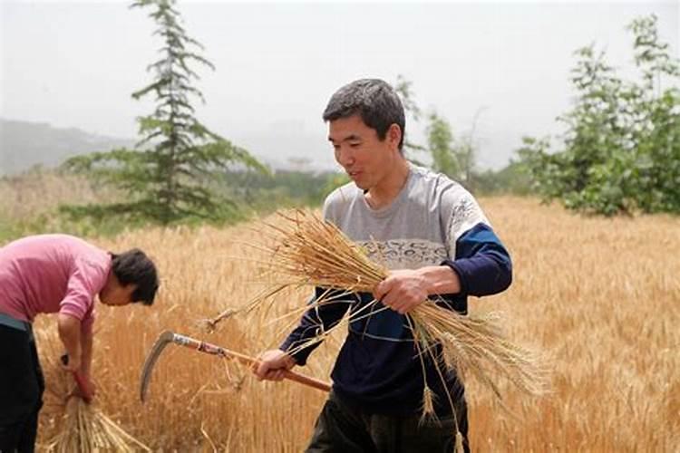 梦见和家人一起在地里干农活