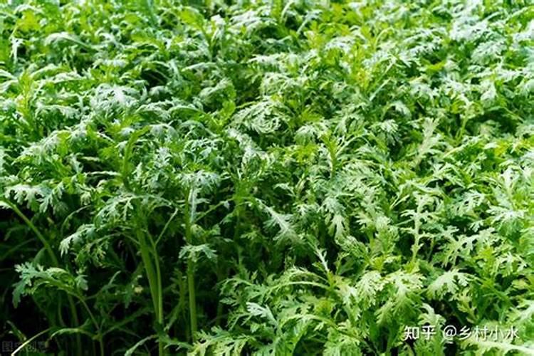 二十四节气表顺序